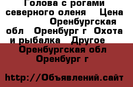  Голова с рогами северного оленя. › Цена ­ 13 000 - Оренбургская обл., Оренбург г. Охота и рыбалка » Другое   . Оренбургская обл.,Оренбург г.